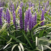 Liriope muscari 'Moneymaker' GM P9