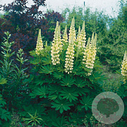 Lupinus 'Gallery Yellow' GM P9