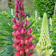 Lupinus polyphyllus GM P9
