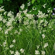 Luzula nivea 'Schneehäschen' GM P9
