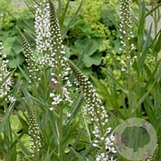 Lysimachia ephemerum GM P9