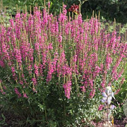 Lythrum salicaria 'Augenweide' GM P9