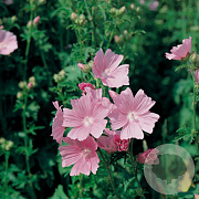 Malva alcea 'Fastigiata' GM P9