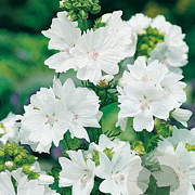 Malva moschata 'Alba' GM P9