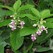 Melittis melissophyllum GM P9