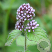 Mentha aquatica GM P9