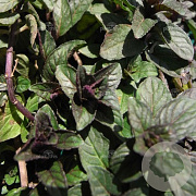 Mentha piperita 'Chocolate' GM P9