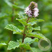 Mentha spicata 'Moroccan' GM P9