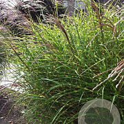 Miscanthus sin. 'Little Zebra' GM P9