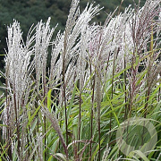 Miscanthus sin. 'Silberfeder' GM P9
