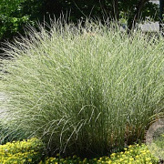 Miscanthus sin. 'Silberwolke' GM P9
