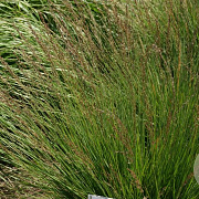 Molinia arundinacea 'Winterfreude' GM P9