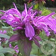 Monarda 'Aquarius' GM P9