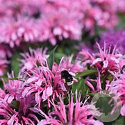 Monarda 'Comanche' GM P9