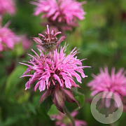 Monarda 'Croftway Pink' GM P9