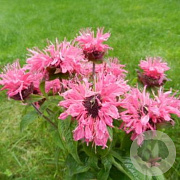 Monarda didyma 'Cranberry Lace' GM P9