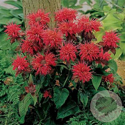 Monarda 'Fireball' GM P9