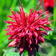 Monarda 'Fireball' GM P9