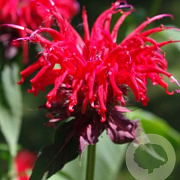 Monarda 'Gardenview Scarlet' GM P9