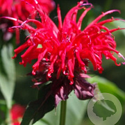 Monarda 'Gardenview Scarlet' GM P9
