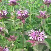 Monarda 'Mohawk' GM P9