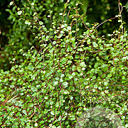 Muehlenbeckia complexa GM P9