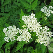 Myrrhis odorata GM P9