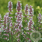 Nepeta grandiflora 'Dawn to Dusk' GM P9