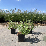 Nepeta 'Kit Cat' GM P9