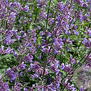 Nepeta mussinii GM P9