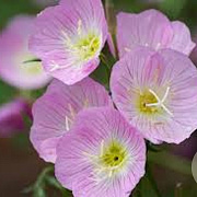 Oenothera speciosa GM P9