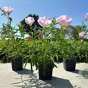 Oenothera speciosa 'Siskiyou' GM P9