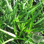 Ophiopogon planiscapus GM P9