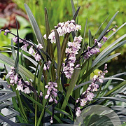 Ophiopogon plan. 'Niger' GM P9