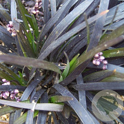 Ophiopogon plan. 'Niger' GM P9
