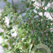 Origanum majorana GM P9