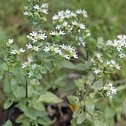 Origanum vulgare hirtum GM P9