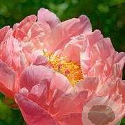 Paeonia (HH) 'Coral Charm' GM  P11