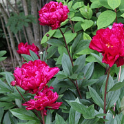 Paeonia (LD) 'Karl Rosenfield' 3,0L