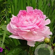 Paeonia (LD) 'Pink Giant' GM  P11
