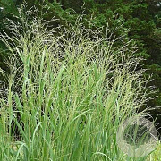 Panicum virgatum GM P9