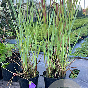 Panicum virgatum 'Prairie Sky' GM P9