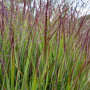 Panicum virgatum 'Shenandoah' GM P9