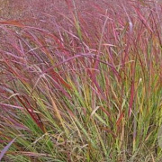 Panicum virgatum 'Squaw' GM P9