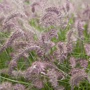 Pennisetum 'Karley Rose' GM P9