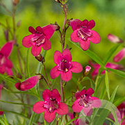 Penstemon 'Andenken an F. Hahn' GM P9