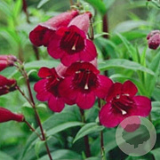 Penstemon 'Rich Ruby' GM P9