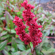Persicaria affinis GM P9