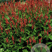 Persicaria amplexicaulis GM P9