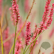 Persicaria amplexicaulis 'Firetail' GM P9